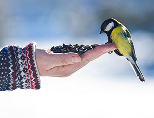 Confianza